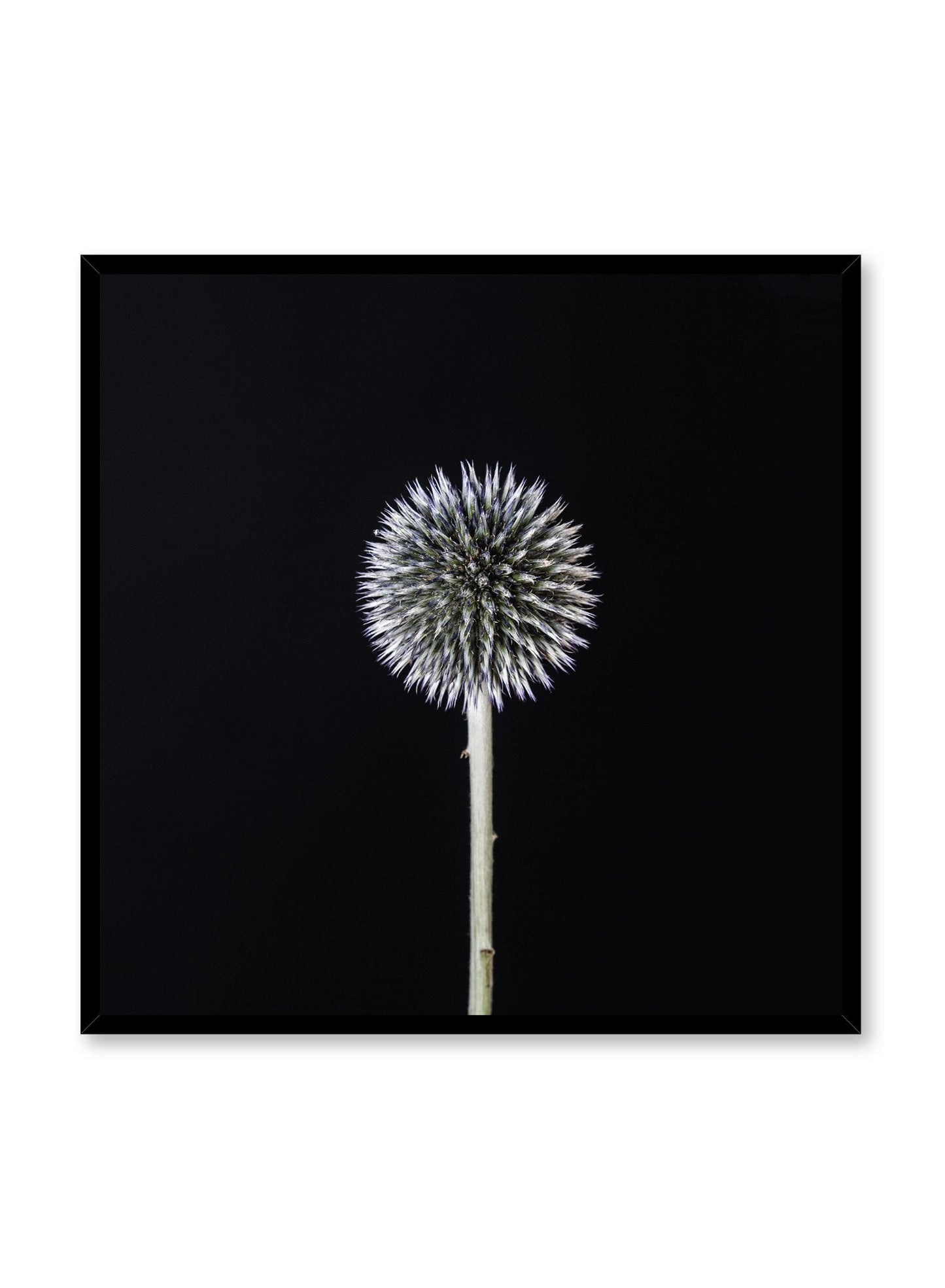 Silver White Thistle, Poster