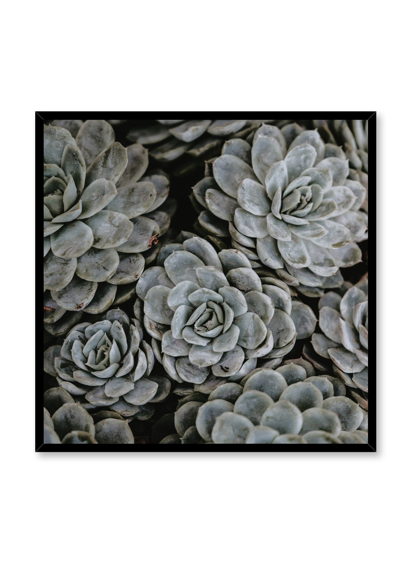 Group of Succulents, Poster