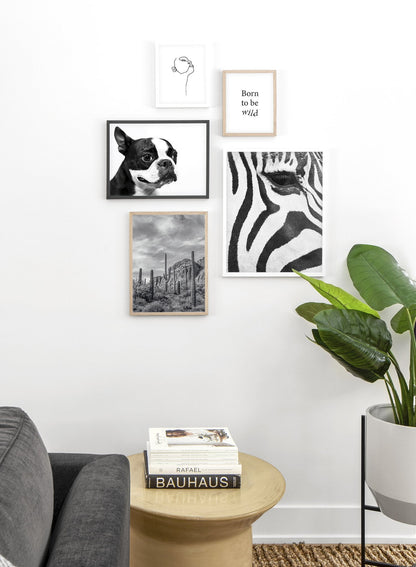 Boston Terrier, Poster