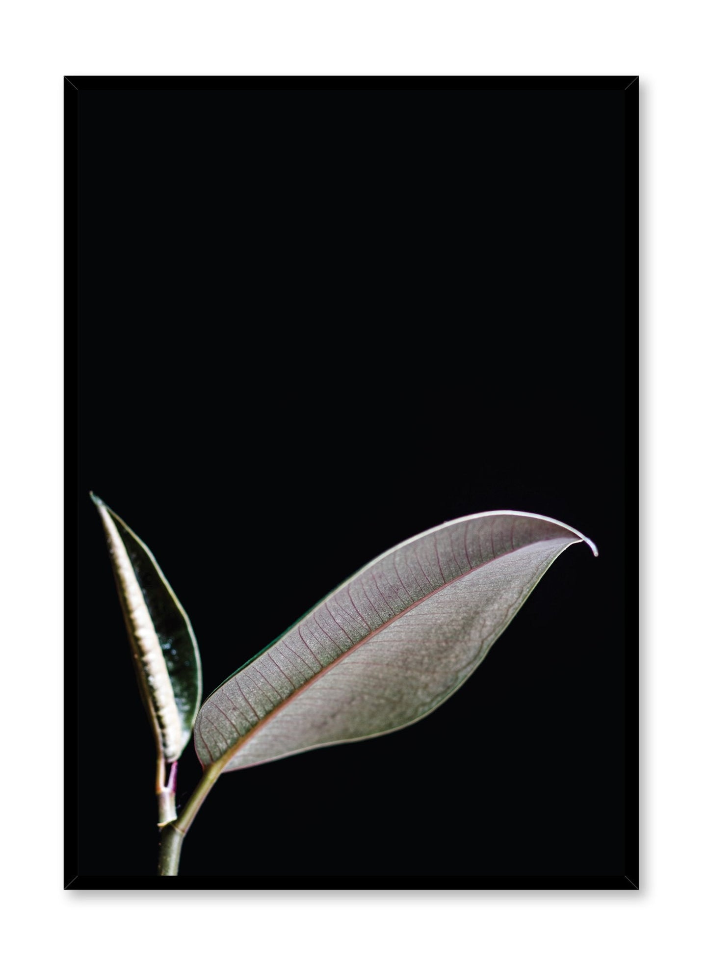 Leaf, Poster