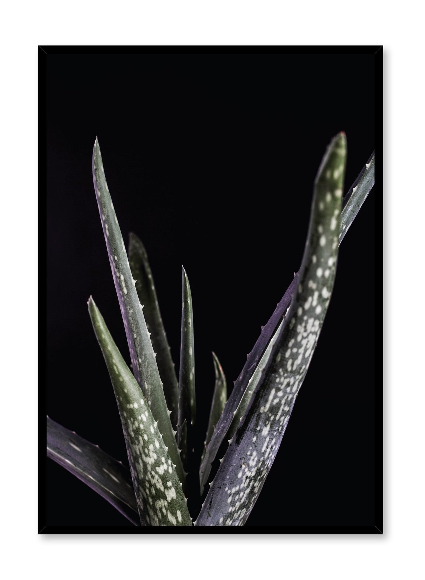 Aloes, Poster