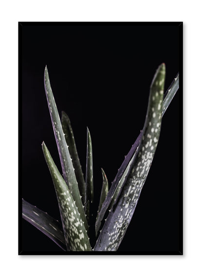 Aloes, Poster