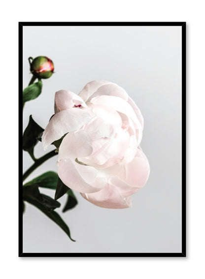 Blossom, Poster