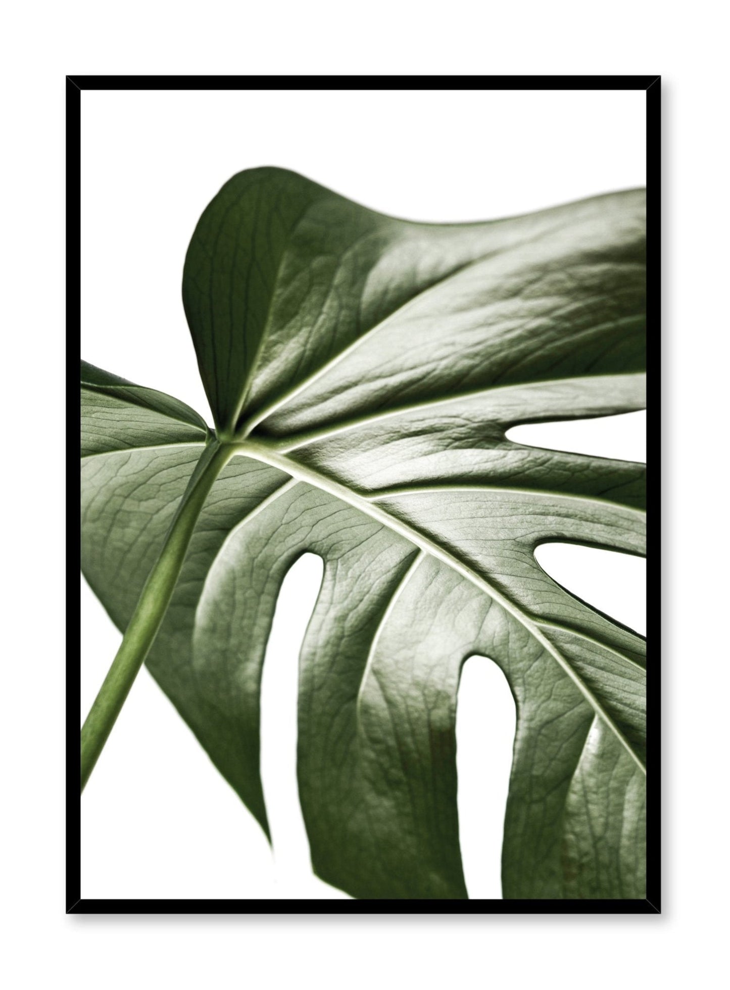 Widespread Wonder, Poster