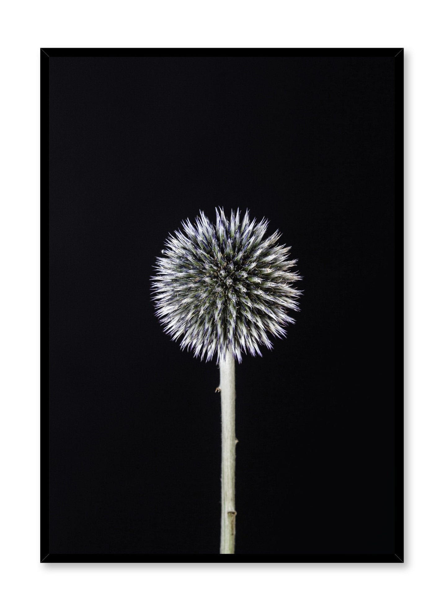 Silver White Thistle, Poster