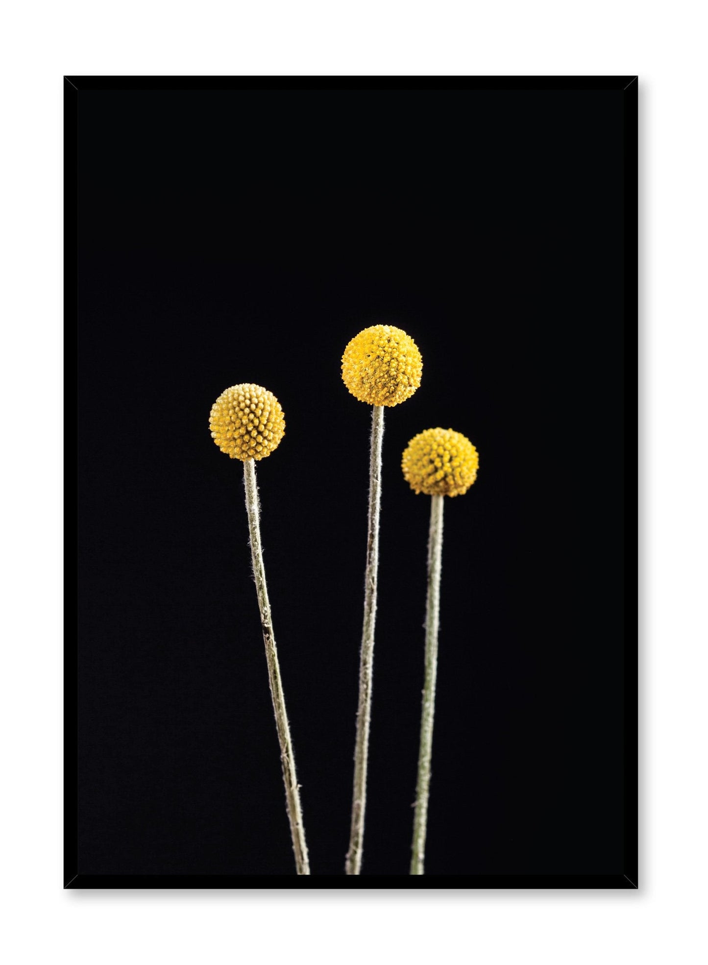 Billy Buttons, Poster