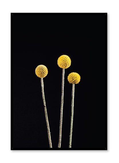 Billy Buttons, Poster