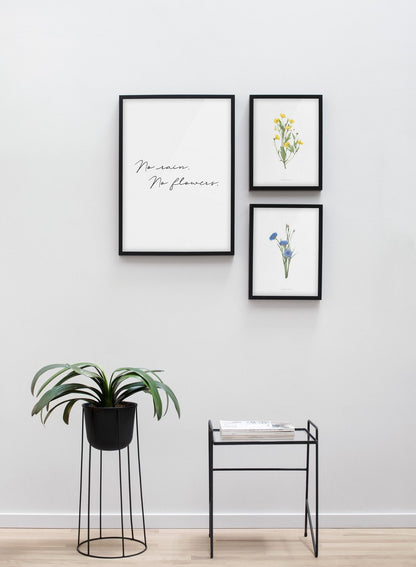 Centaurea Cyanus, Poster