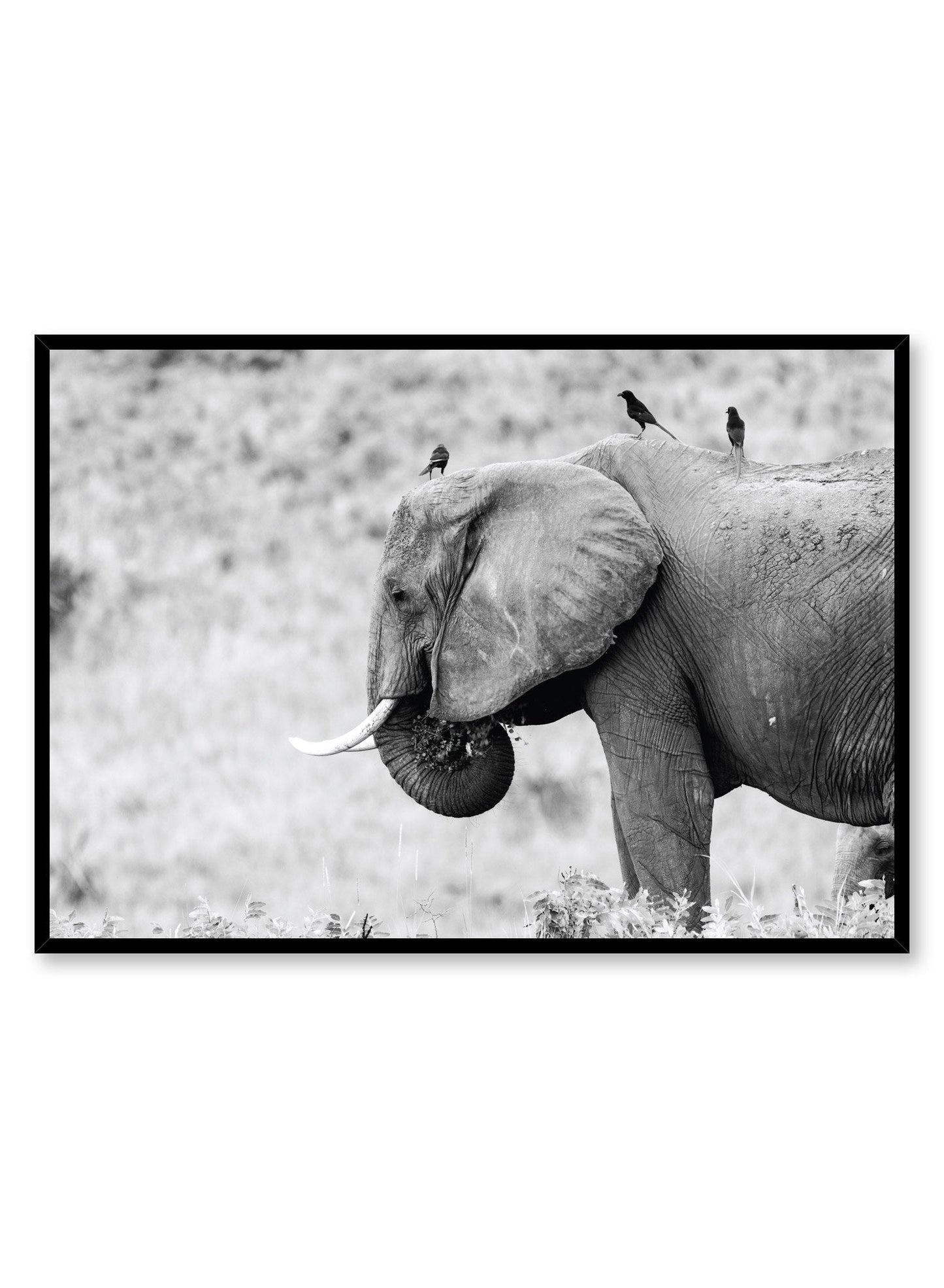 Elephant, Poster