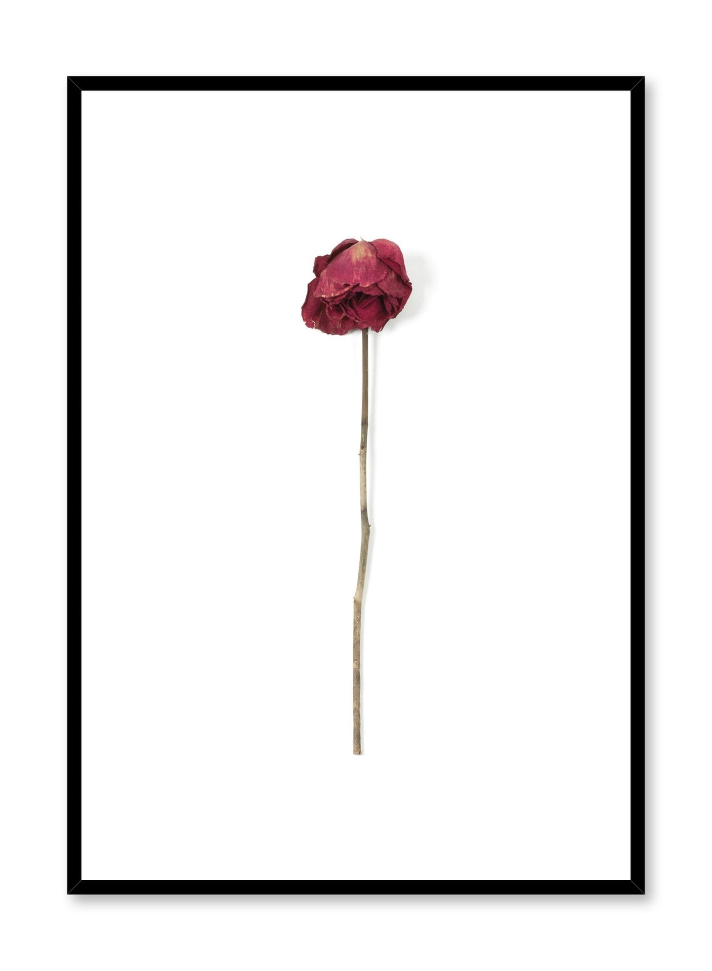 Weathered Rose, Poster