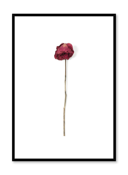 Weathered Rose, Poster