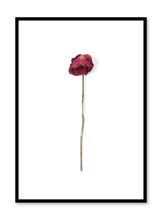 Weathered Rose, Poster