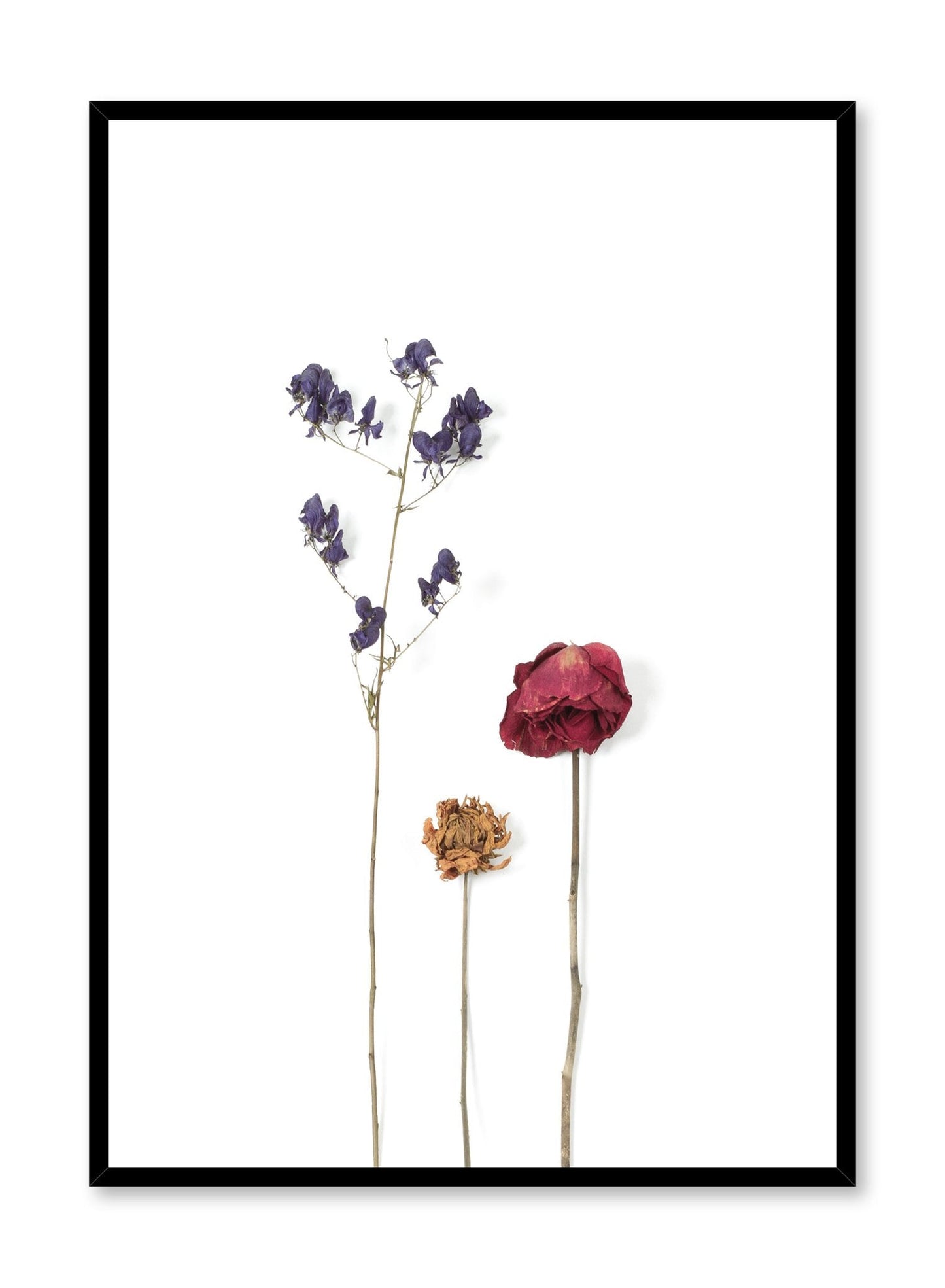 Trio of Dried Flowers, Poster