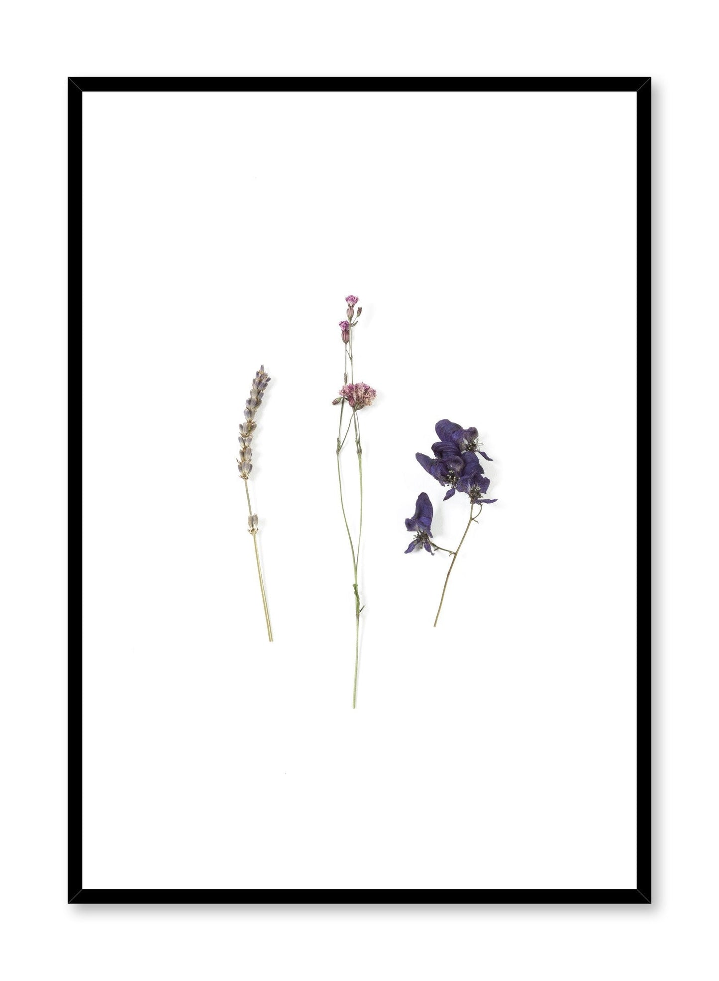 Mauve Dried Flowers, Poster