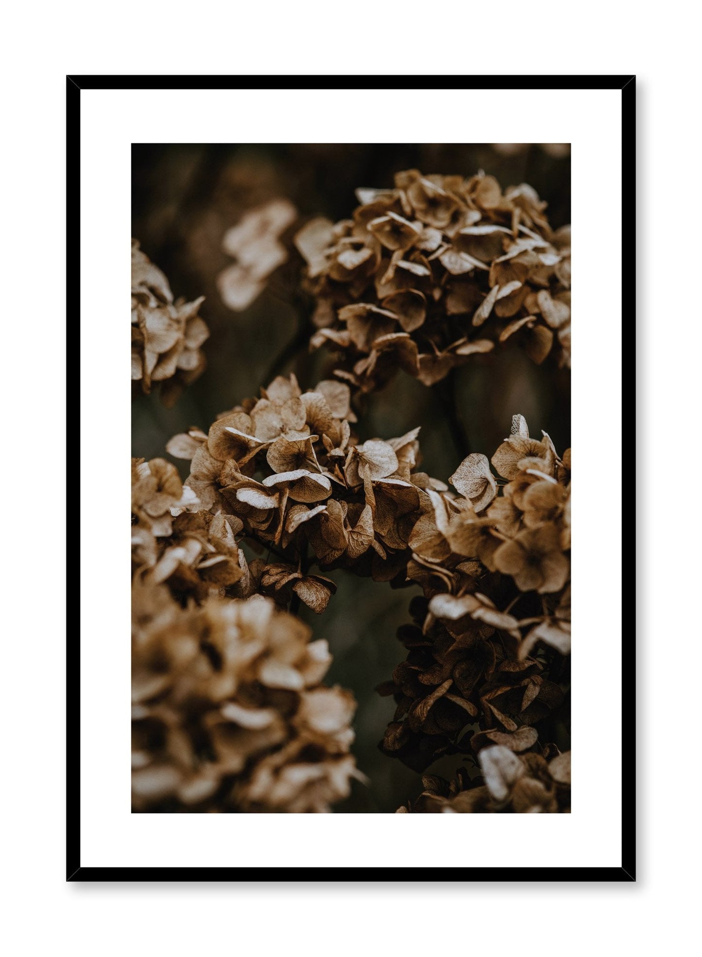 Hydrangea Flowers, Poster