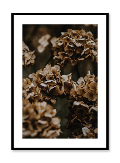 Hydrangea Flowers, Poster