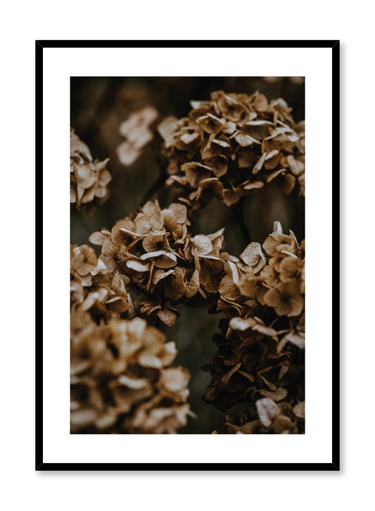 Hydrangea Flowers, Poster