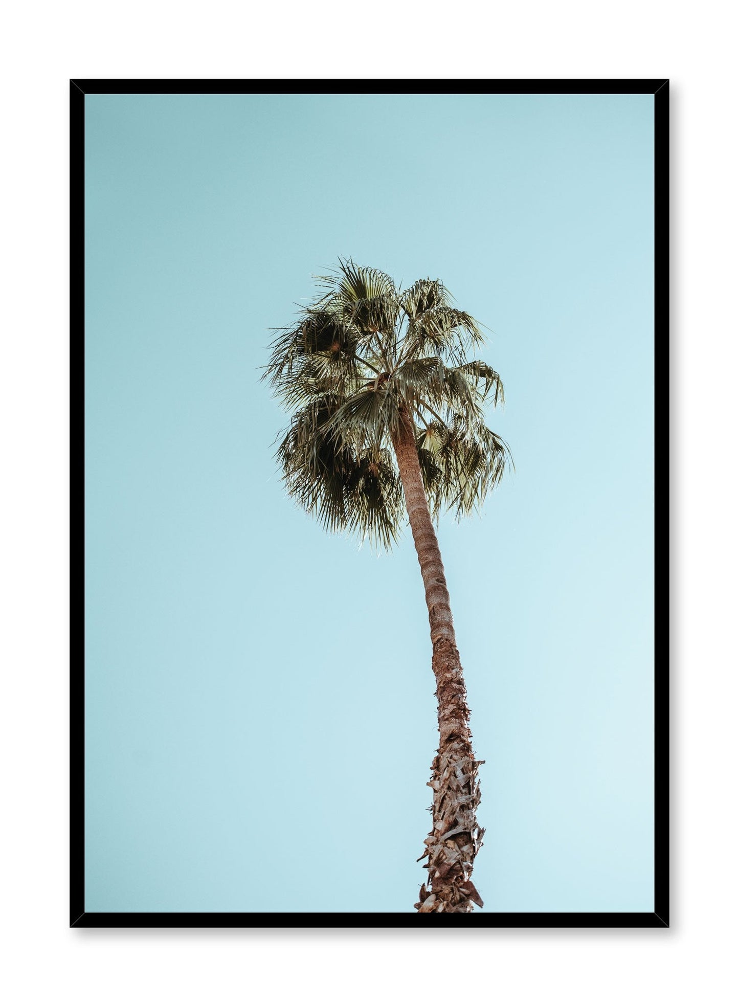 Palm Tree, Poster