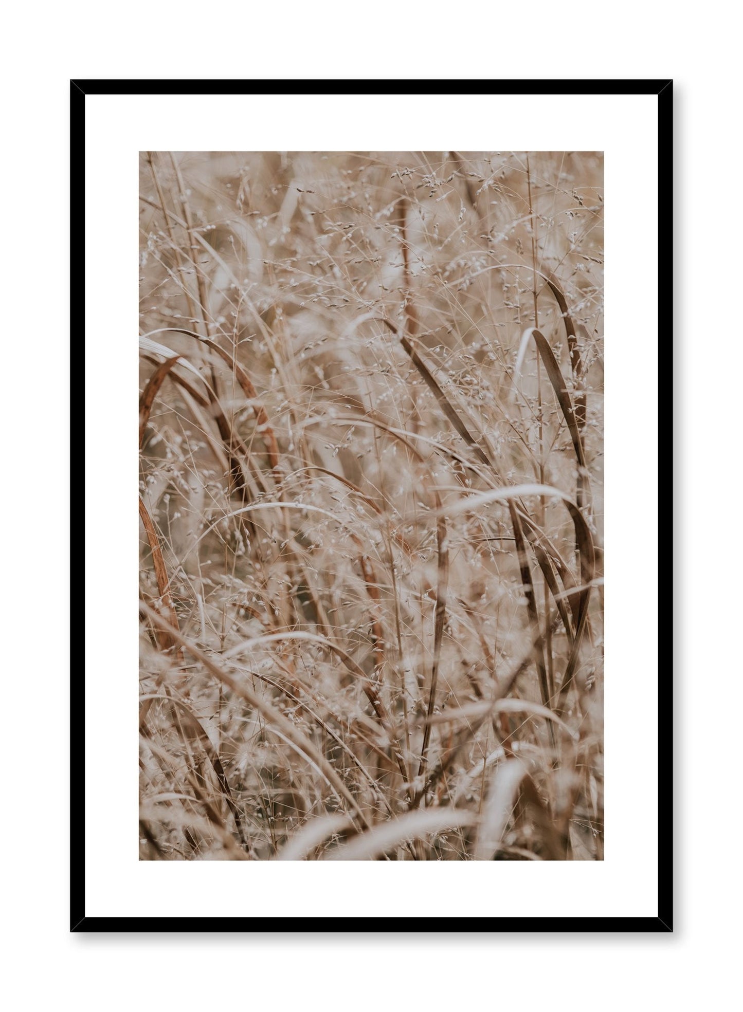 Prairie Grasses, Poster