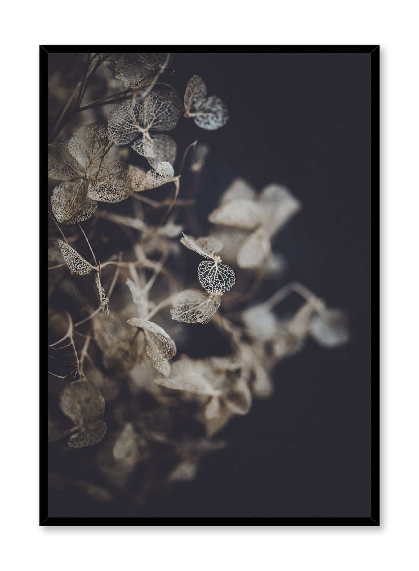Hydrangea, Poster