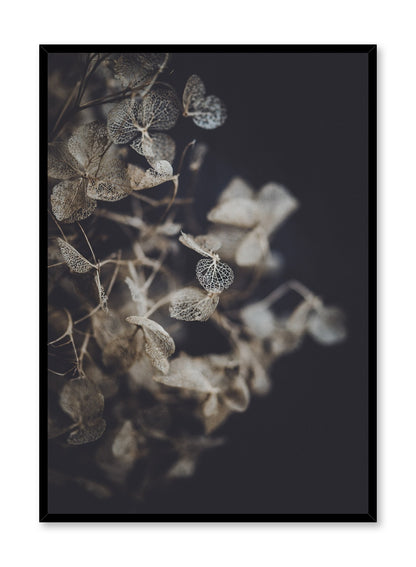 Hydrangea, Poster
