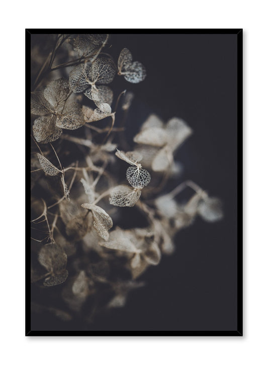 Hydrangea, Poster