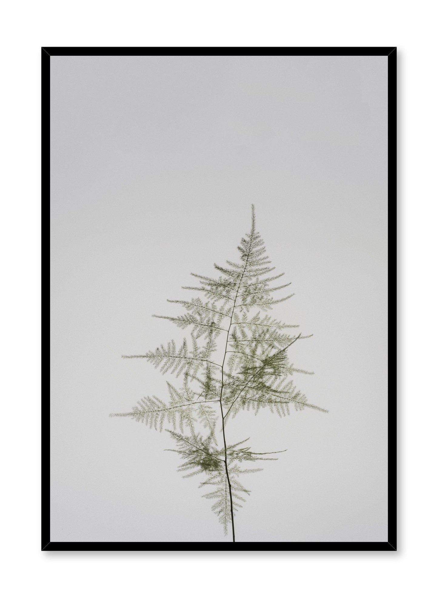 Young Fern, Poster