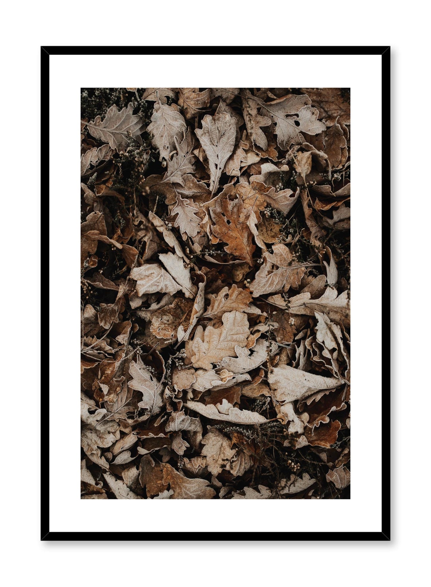 Autumn Leaves, Poster