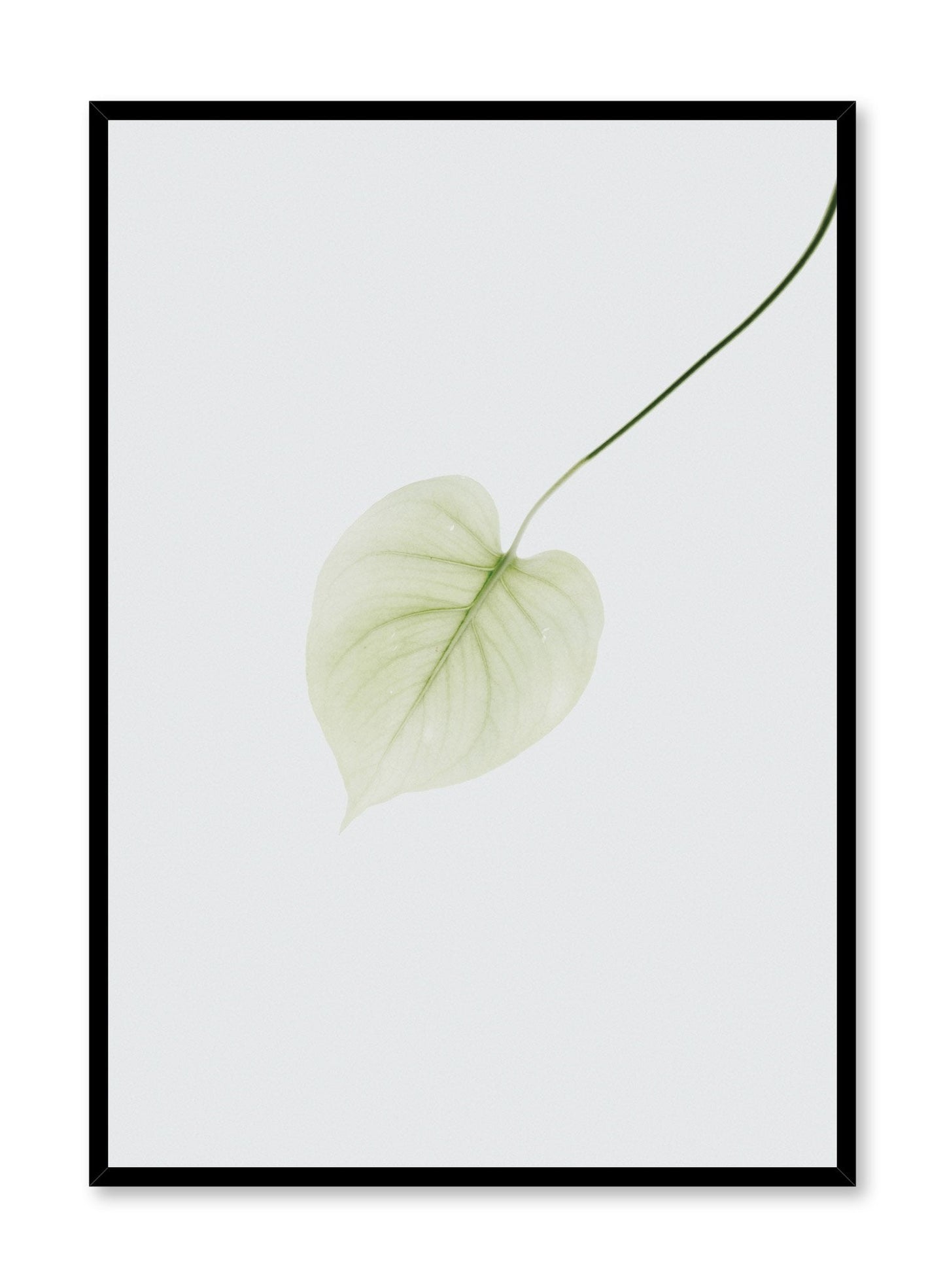 Pothos Leaf, Poster
