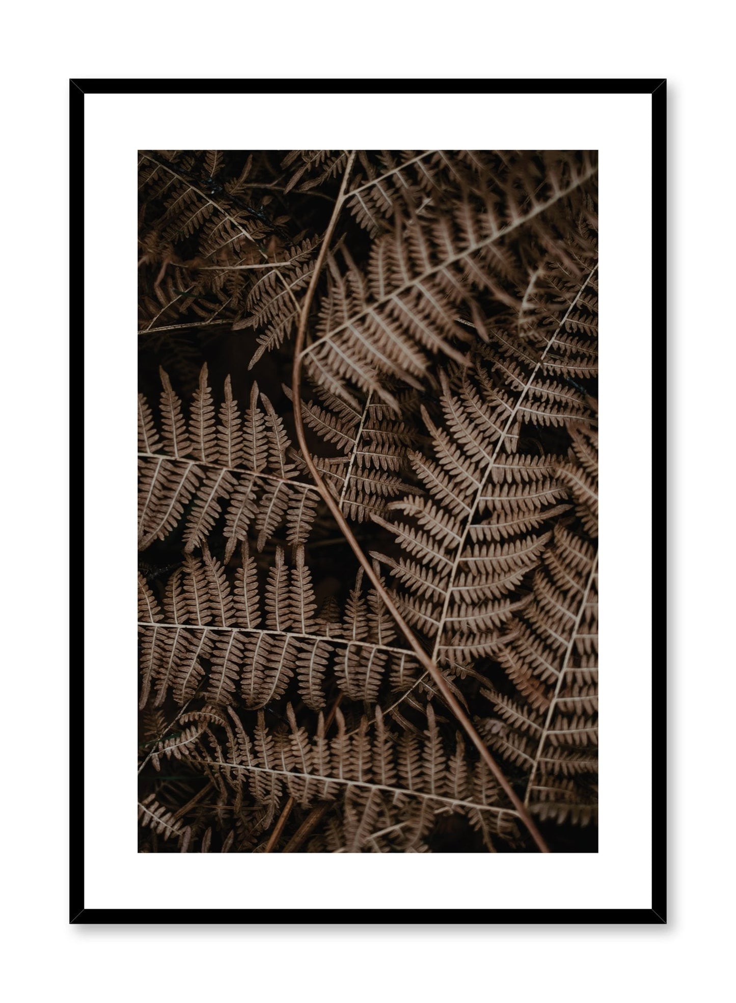 Fern, Poster