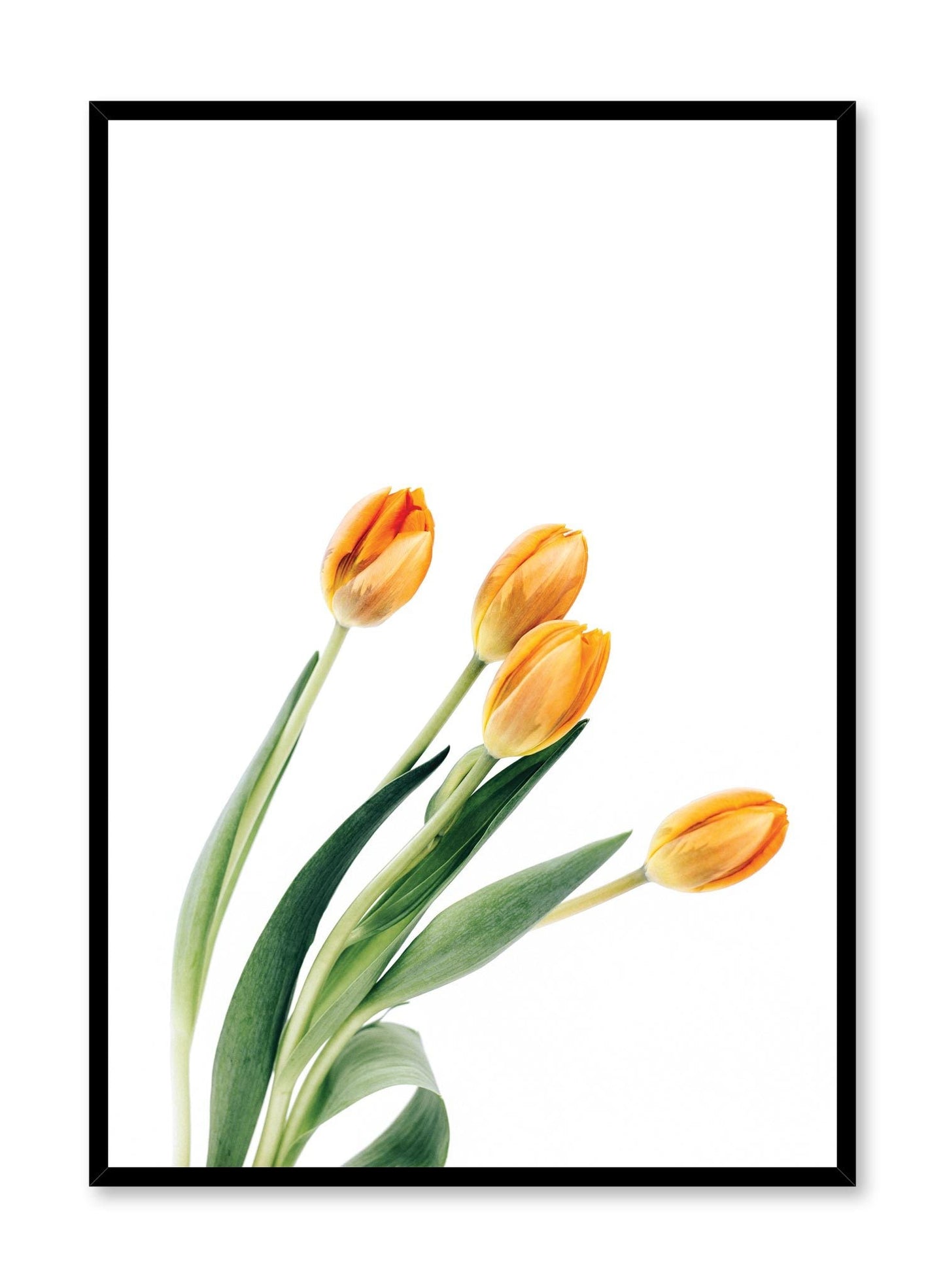 Liliaceae, Poster