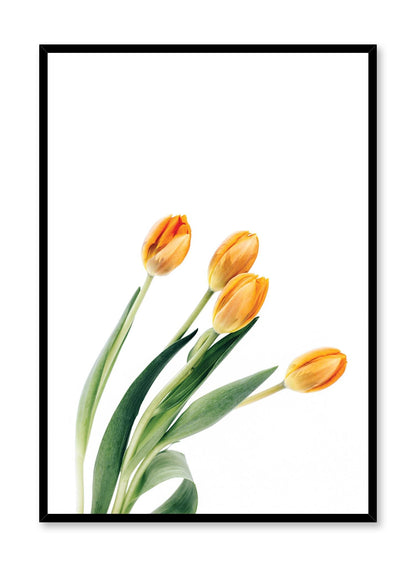 Liliaceae, Poster