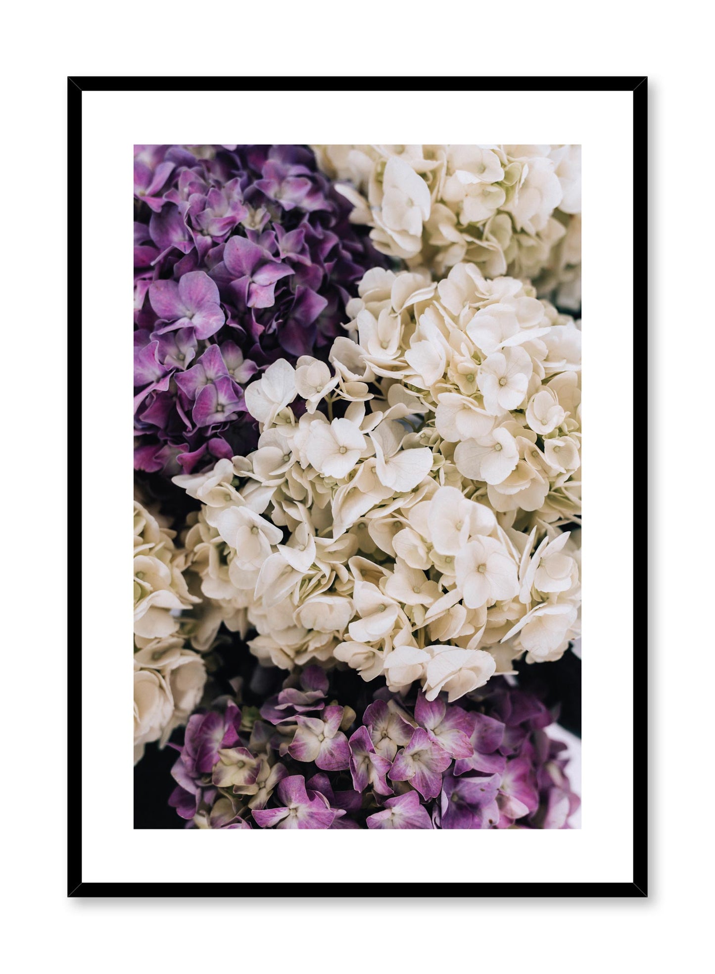 Purple Hydrangeas, Poster