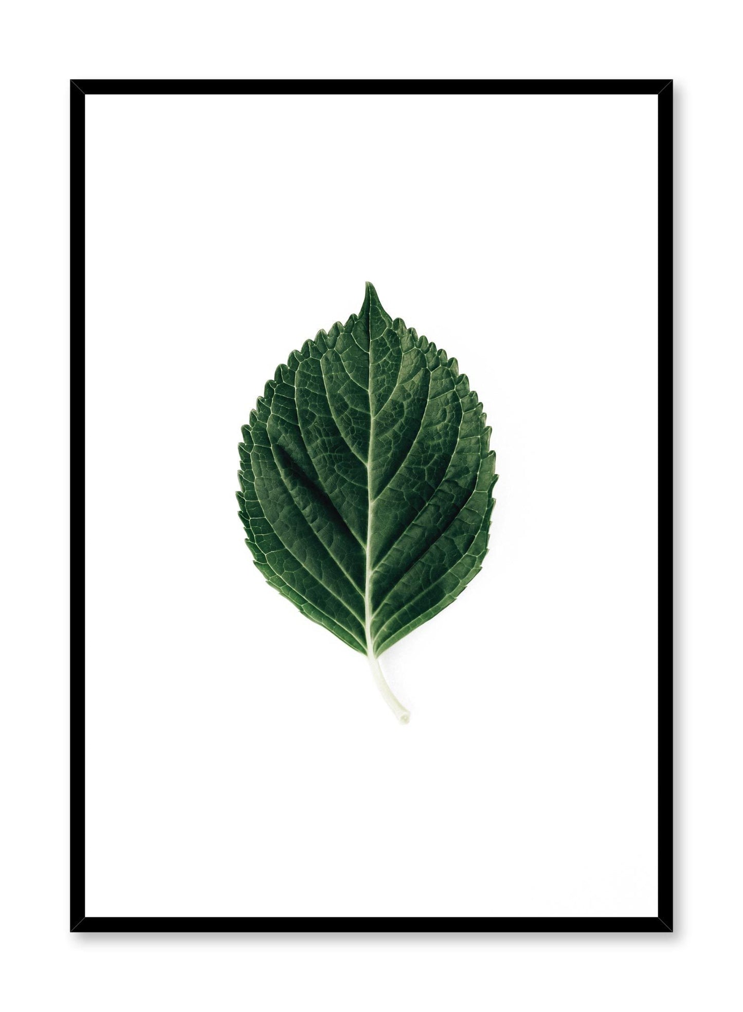 Lone Leaf, Poster