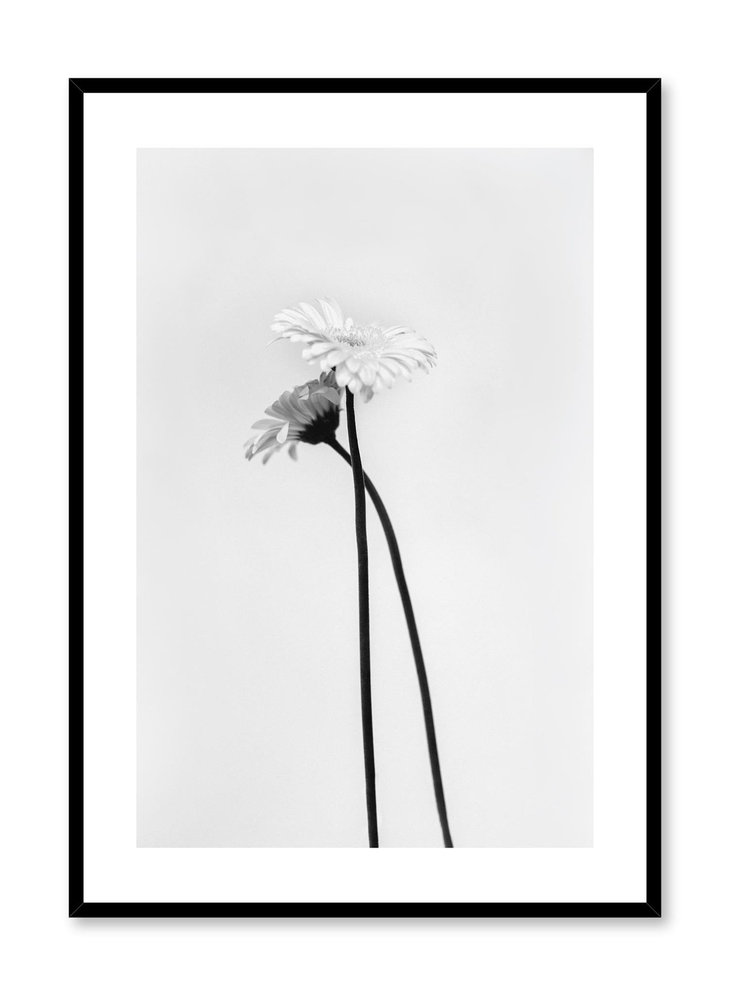 Black & White Gerbera, Poster