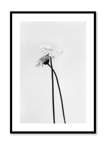Black & White Gerbera, Poster