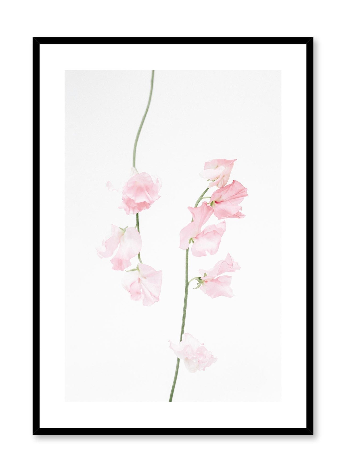 Dusty Pink, Poster