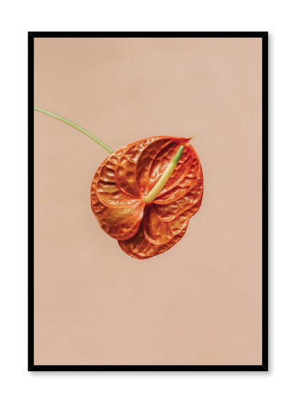 Anthurium, Poster