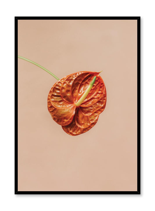 Anthurium, Poster