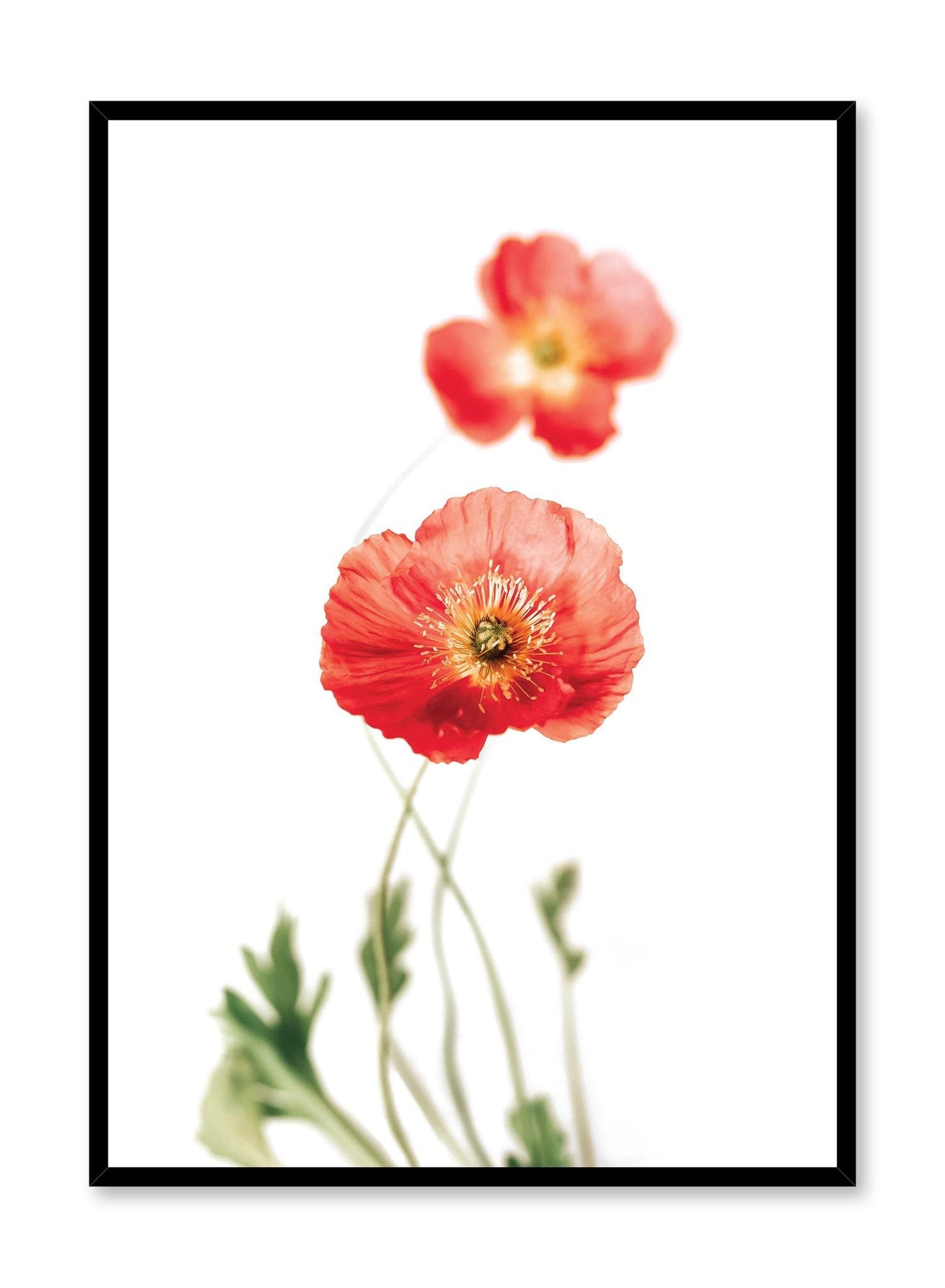 Poppies, Poster