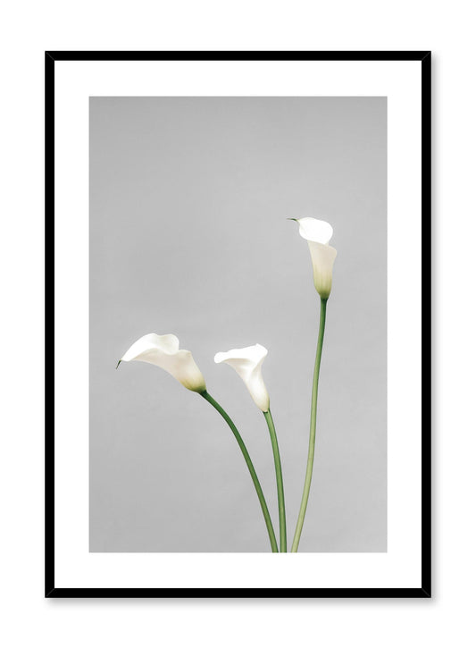 Calla Lilies, Poster