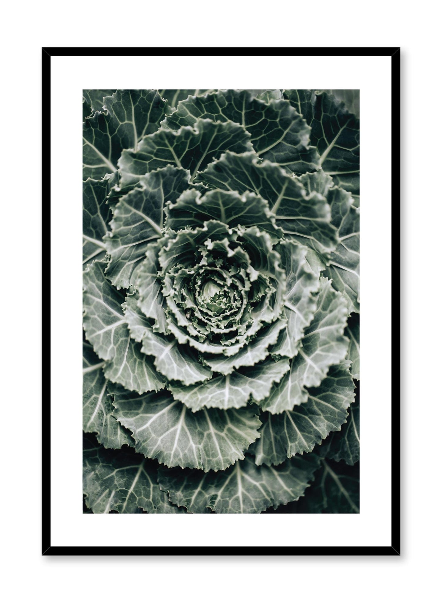 Ornamental Cabbage, Poster