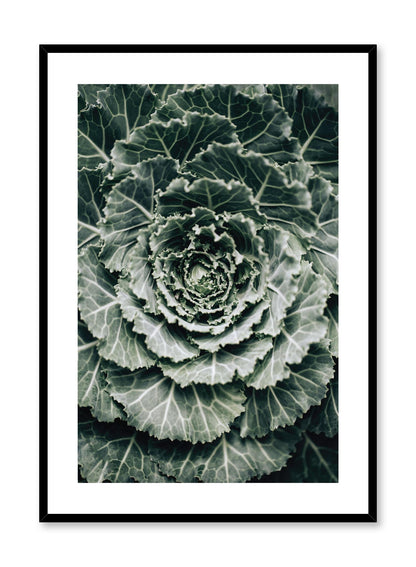 Ornamental Cabbage, Poster