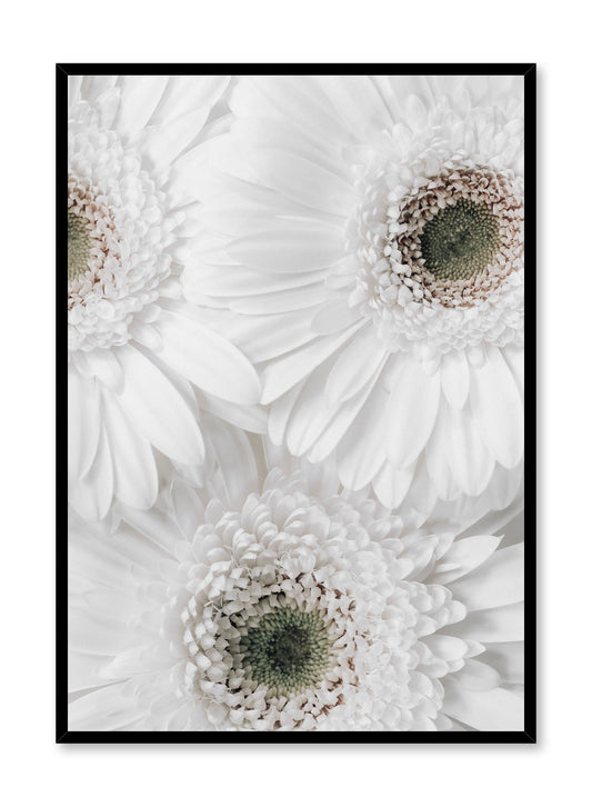 White Gerberas, Poster