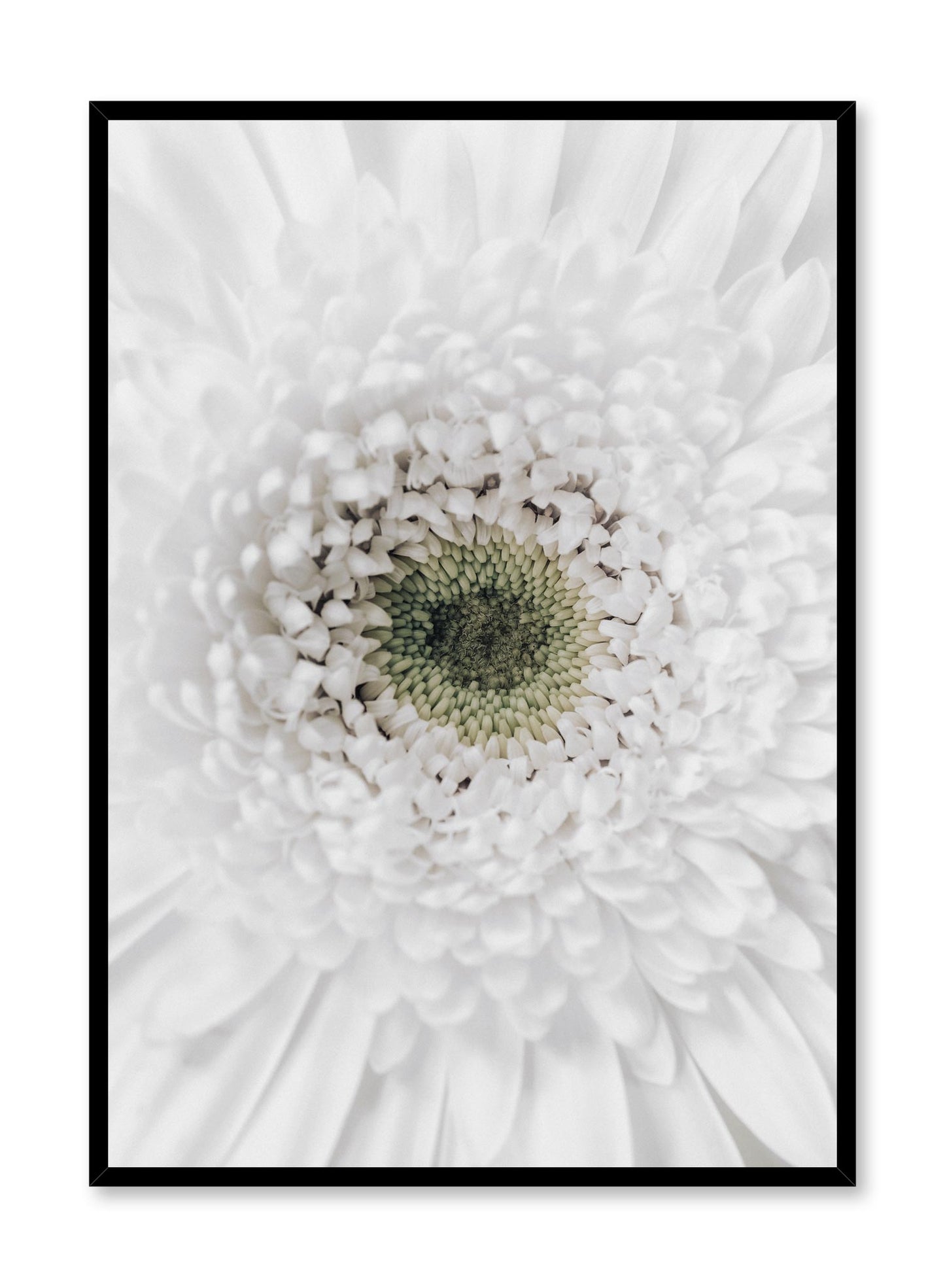 White Gerbera Daisy, Poster