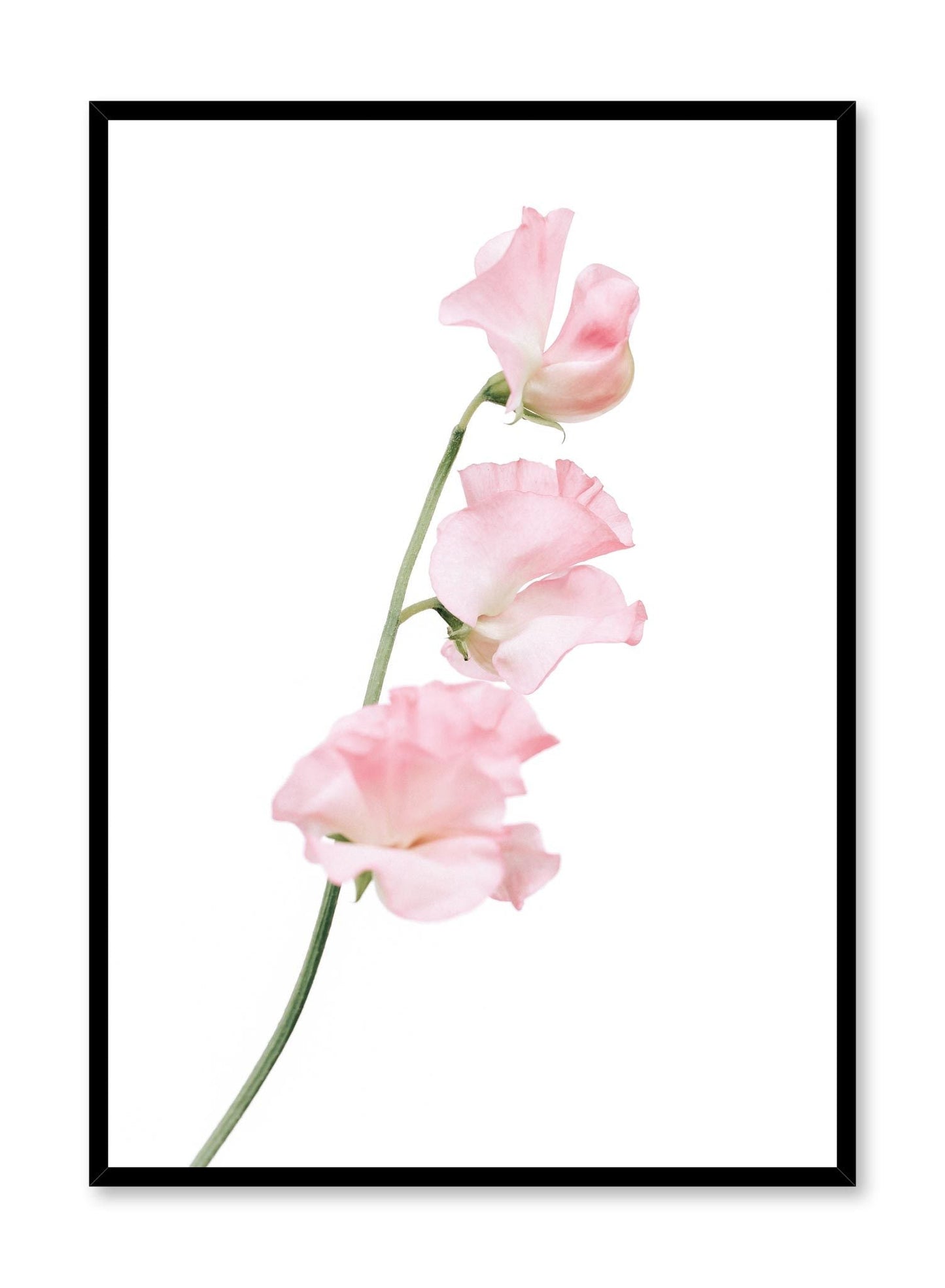 Silken Petals, Poster