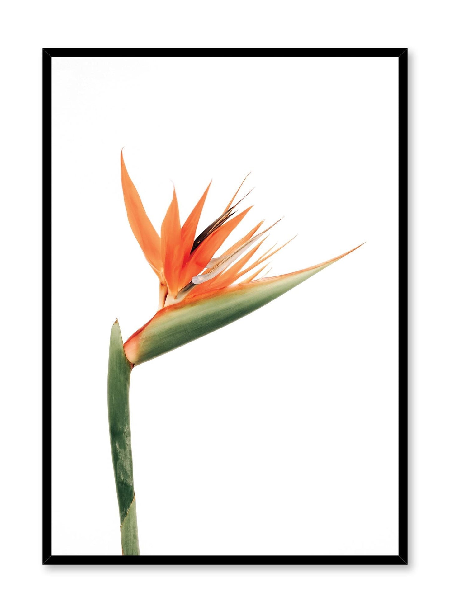Bird of Paradise, Poster