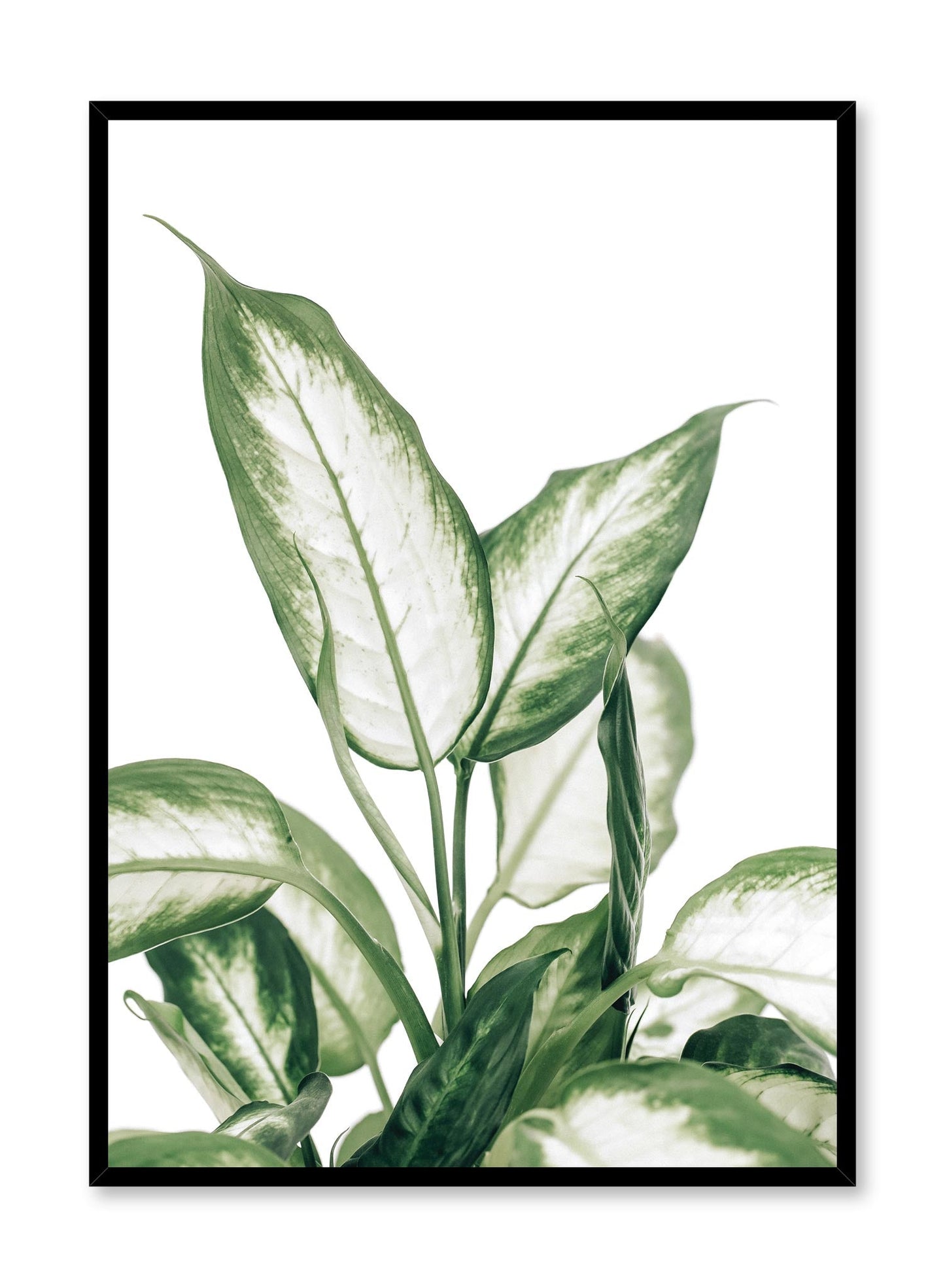 Leopard Lily, Poster