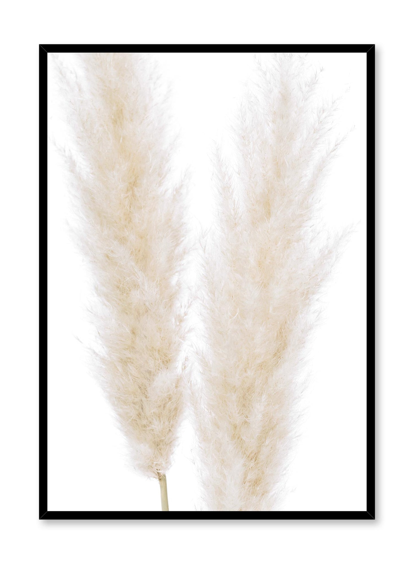 Ornamental Grasses, Poster