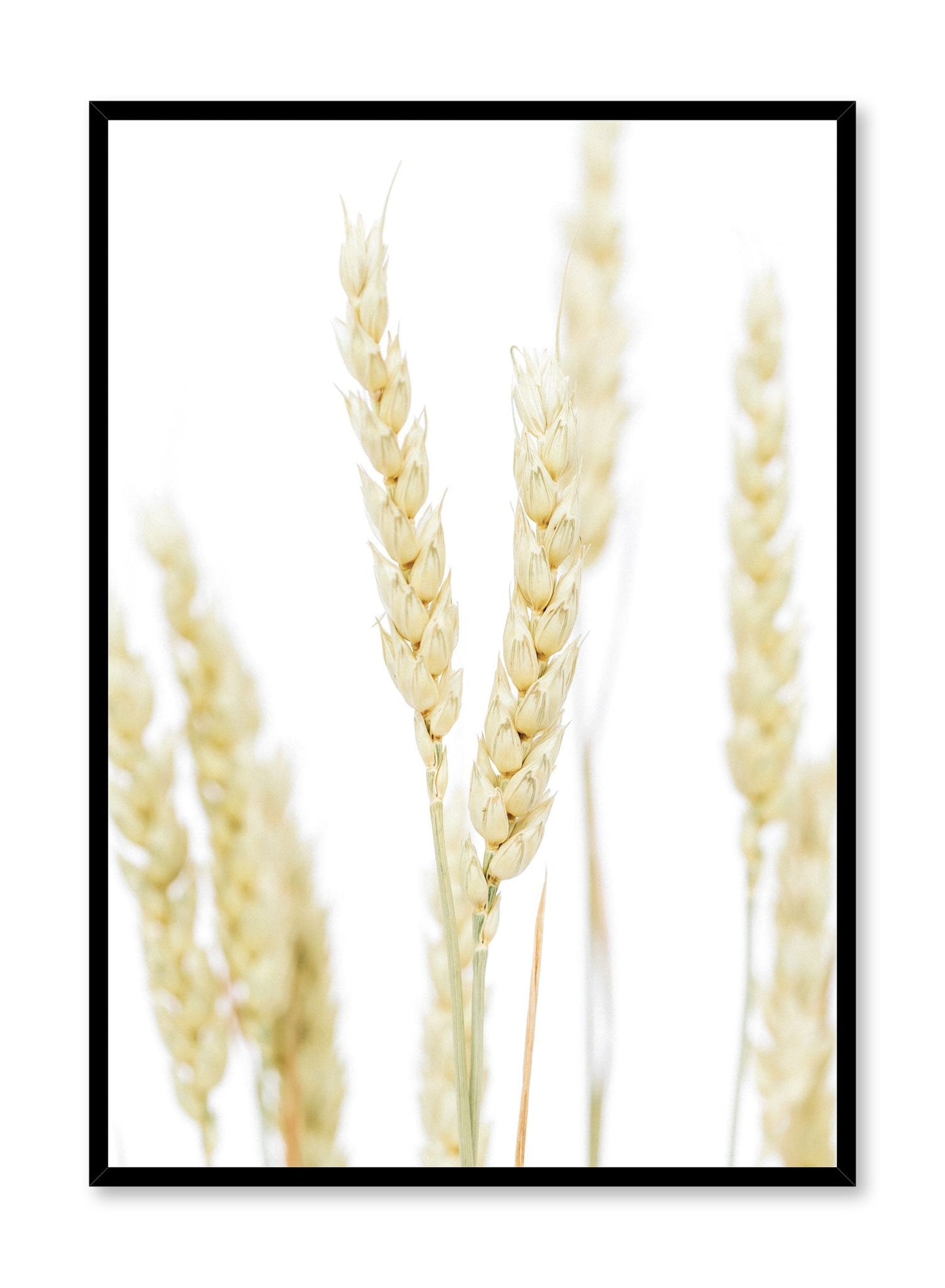 Wheat, Poster